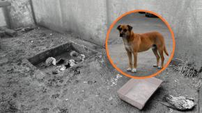 Fundación de rescate de fauna nativa denuncia muerte de sus pacientes tras ataque de perros sueltos